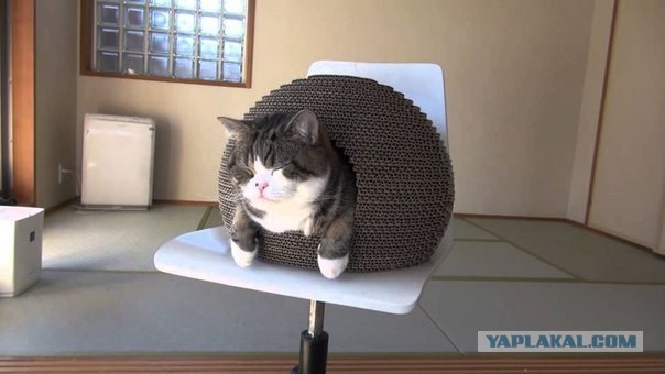 Котовторник 05.08.2014