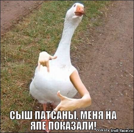 Кот и надоедливый гусь :)