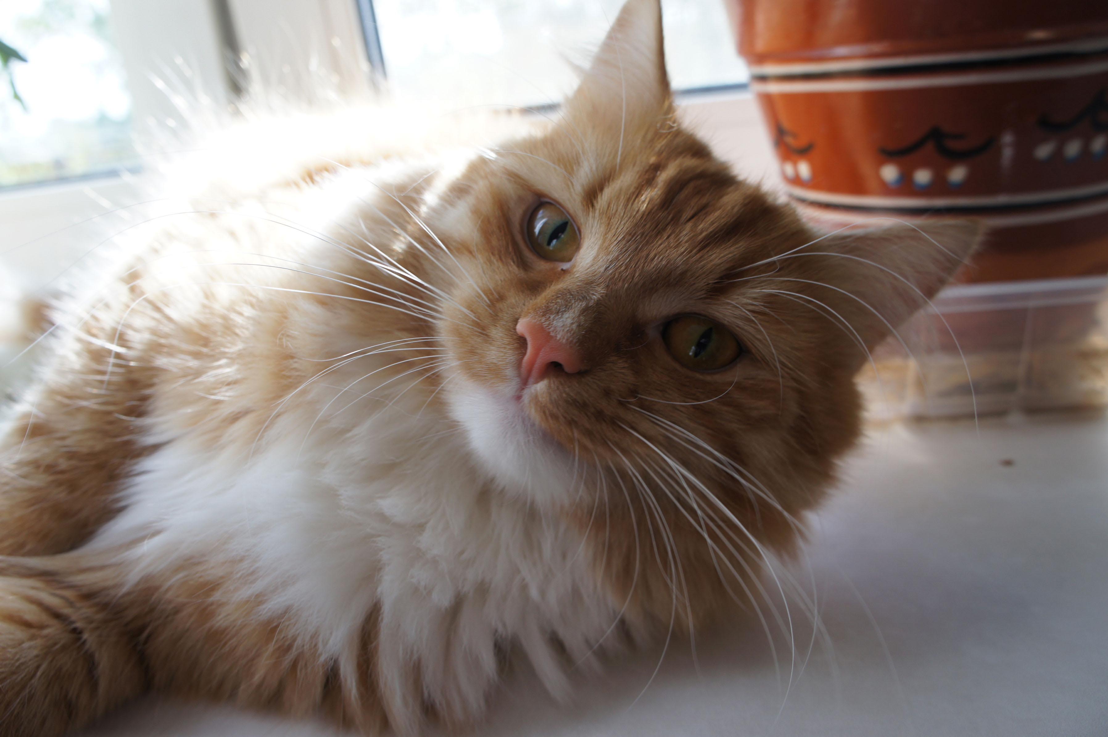 Котовторник