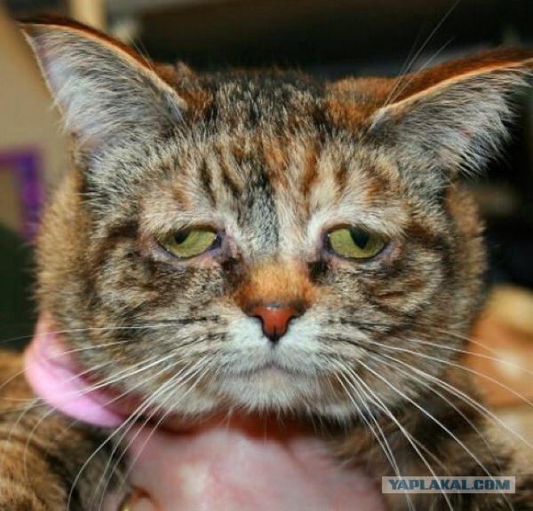 У нобелевского лауреата, похоже, обострение