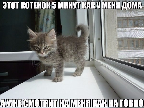 Божьи твари