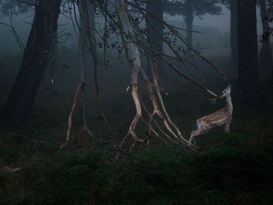 Самые смешные животные