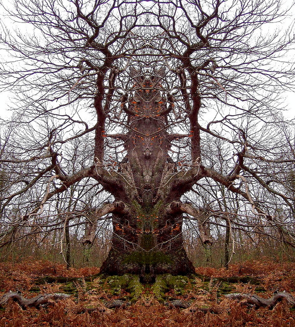 Природа проявляет фантазию: деревья необычной формы