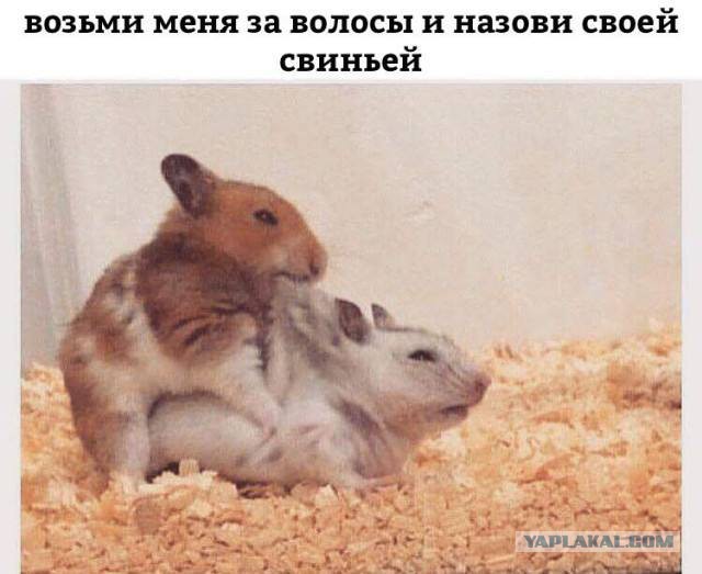 Смешные комментарии из социальных сетей 09.06.2018