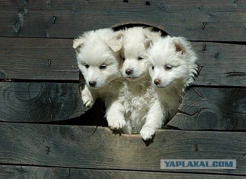Любопытство.