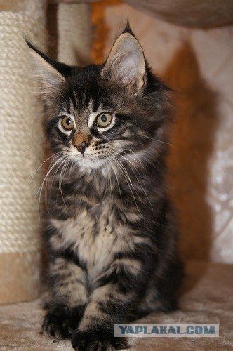 Котовторник 06.12.2011
