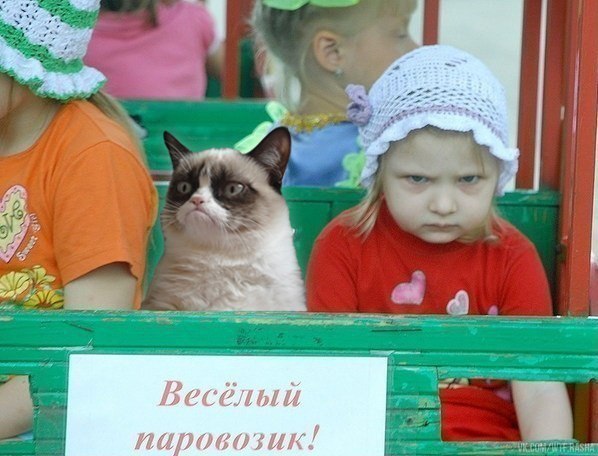 16 лучших котов сезона