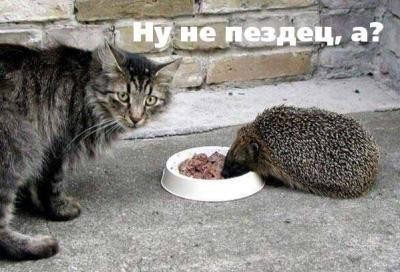 Подборка картNнок весёлых для OLDов