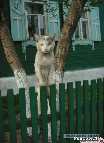 Когда кожаные не поставили лоток