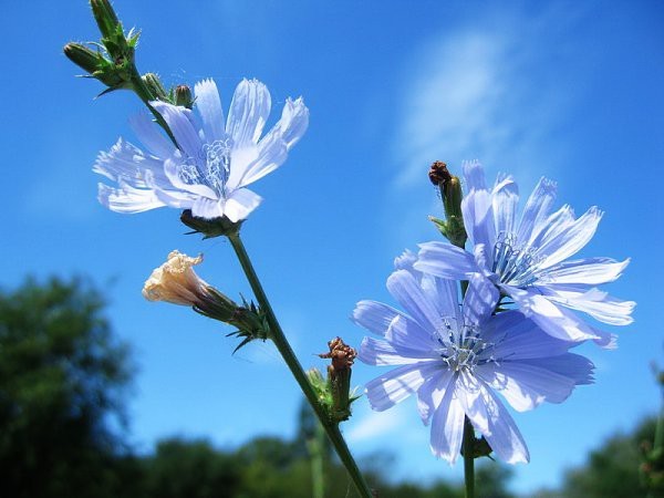 Советский цикорий: не просто дешевый аналог кофе
