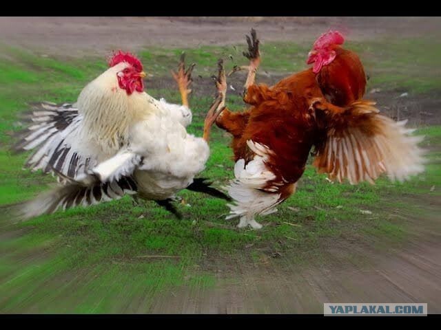 Даже не знаю, что тут сказать