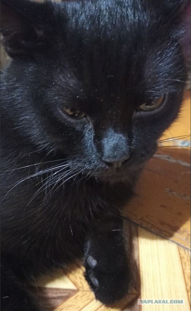 Как приучить кота к нормальной пище?