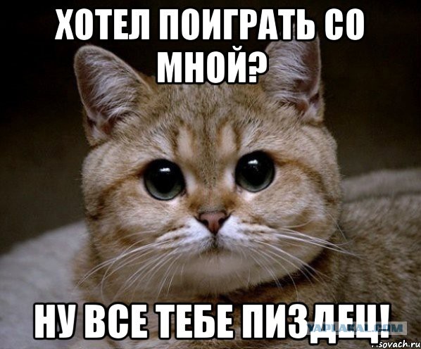 Как можно мучить кошку без палева и обид