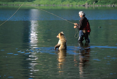 Бурые медведи охотятся на лосося