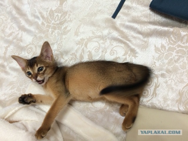 Котенок абиссина