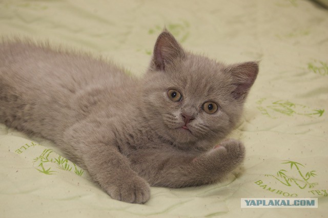 Моя кошка