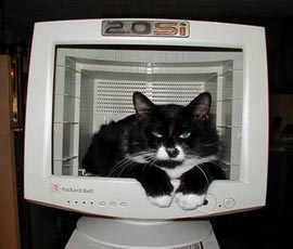 Коты, кошки, котята