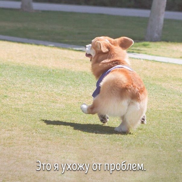 Мохнатые беспредельщики