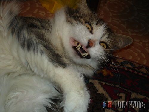 А вот и котовторник!