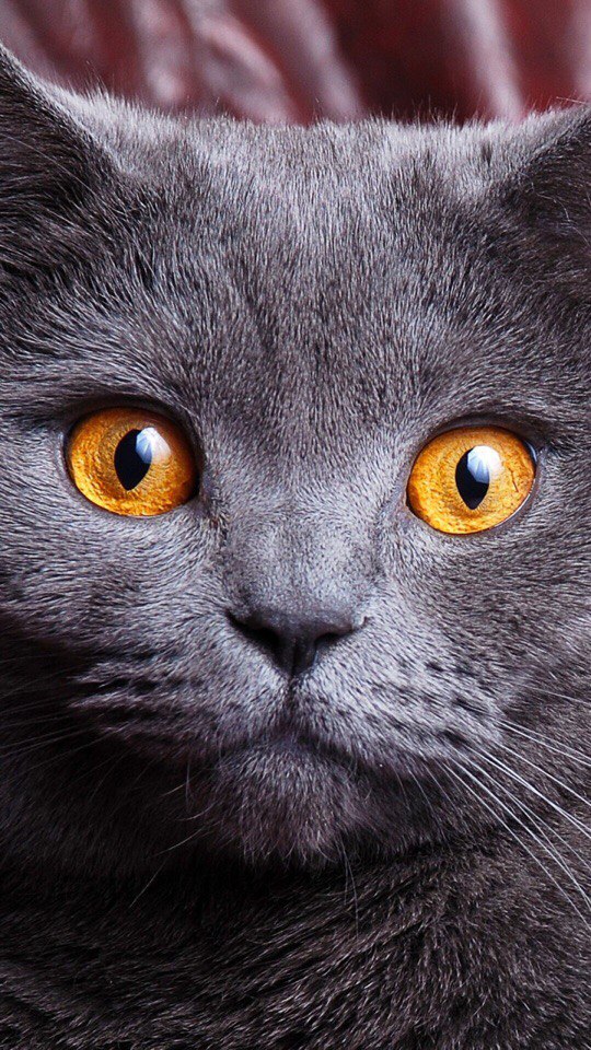 Коты из сети