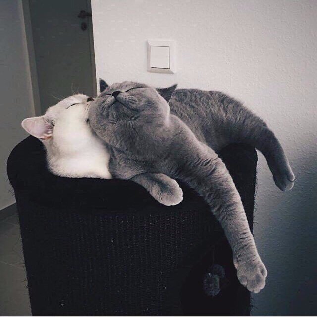 Коты и Кошки