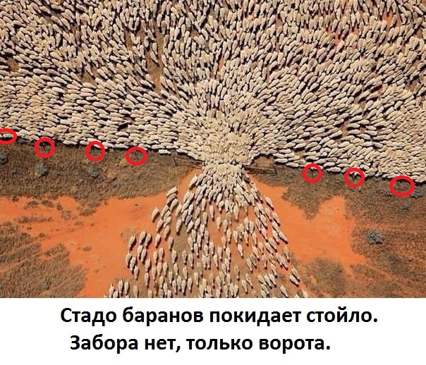 Чутка веселухи