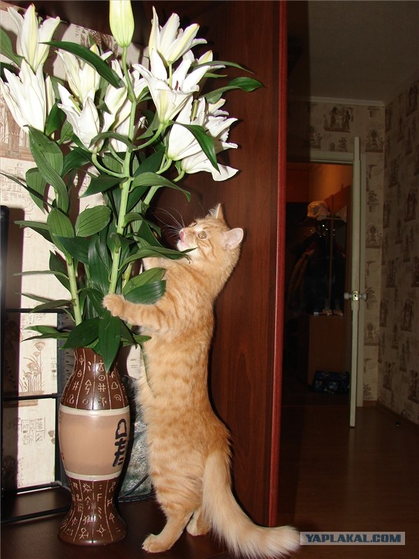 Котовторник на 6 июля