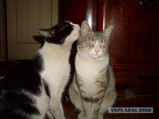 Начало - Третий уровень (Котовторник)