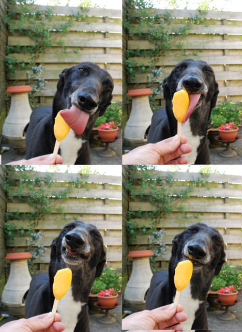 Собака мороженое-лизака
