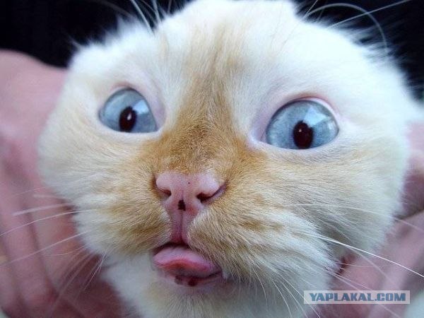 Котовторник