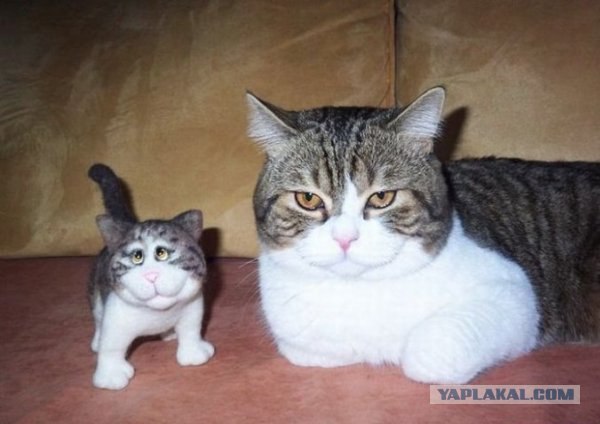 Котовторник на середину июня