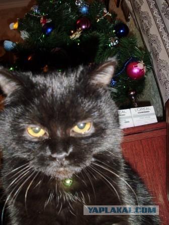 Первый КОТОВТОРНИК 2012
