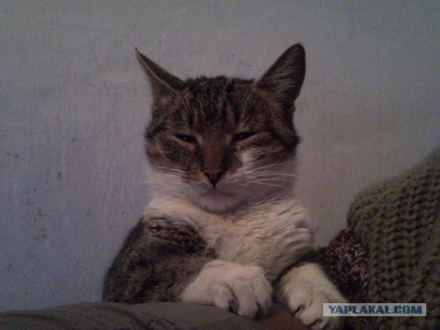 Котовторник 24.04.2012