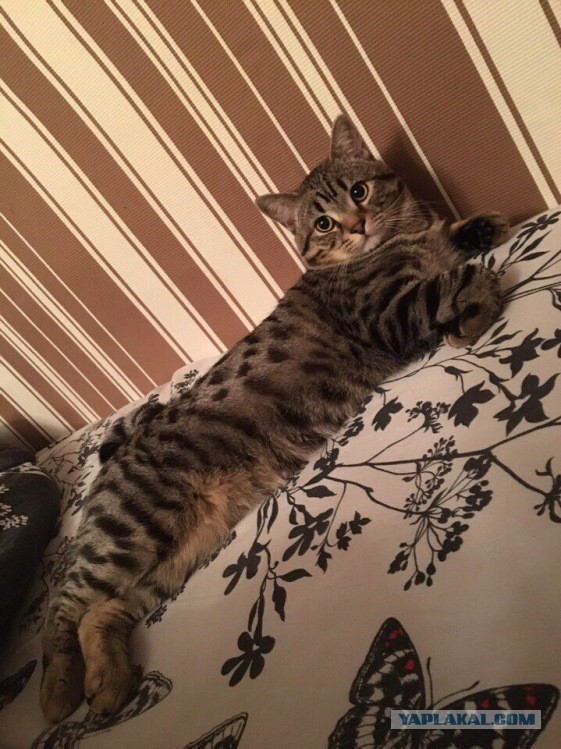 Мы маленькие котики, нам хочется гулять!