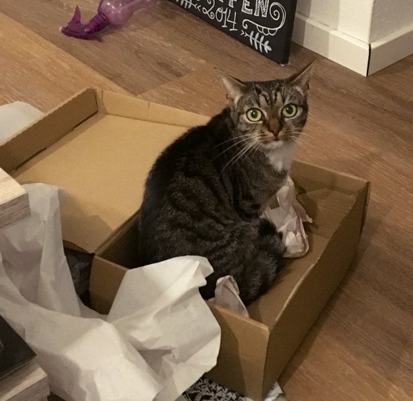 Коты и коробки созданы друг для друга