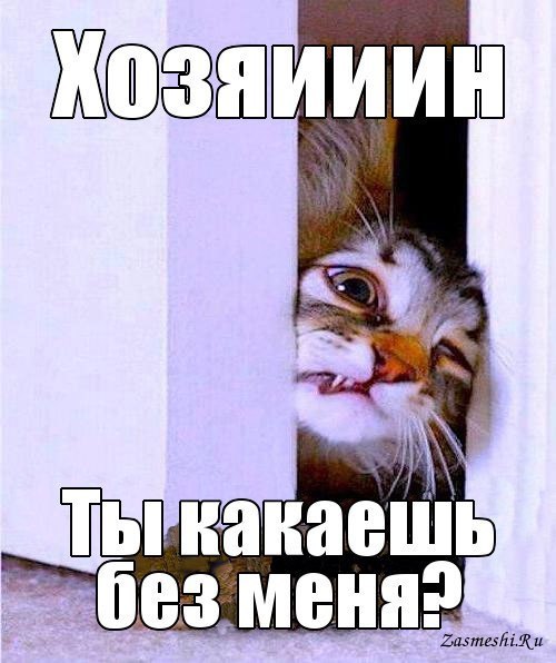 Хвостатые—усатые