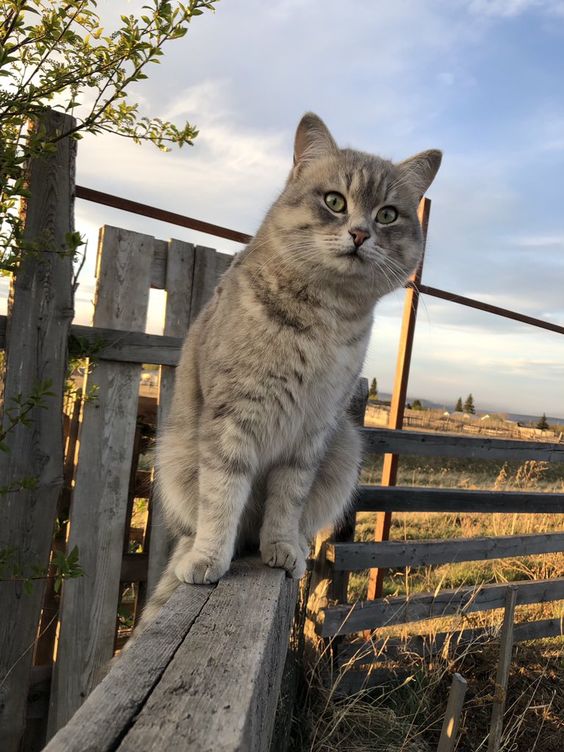 Задорные заборные котэ