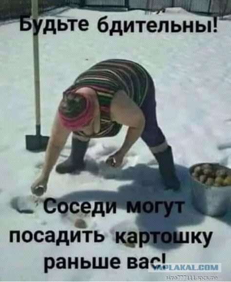 Будете сажать картошку в этом году?
