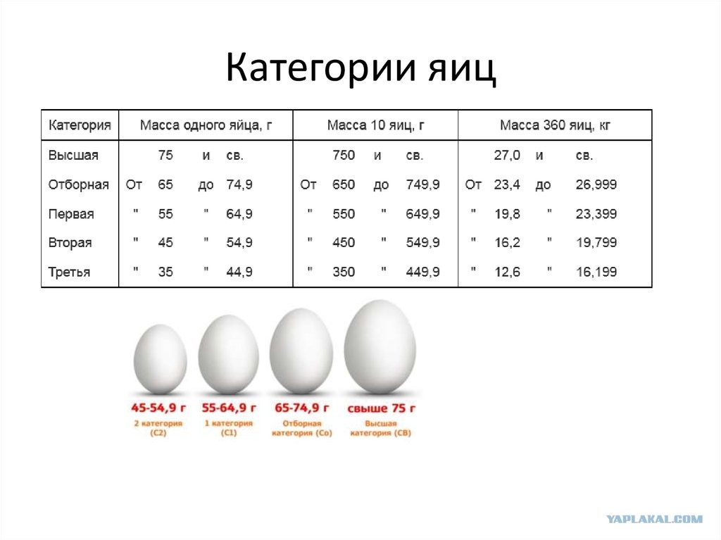 1 яйцо в граммах без скорлупы. 1 яйцо в граммах без скорлупы