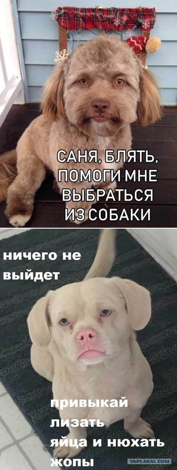 Эвок?