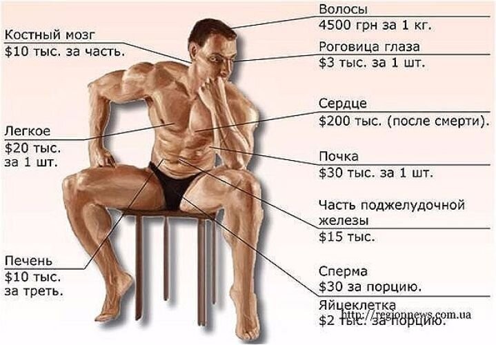 Стоимость Яичек На Донорском Рынке Органов