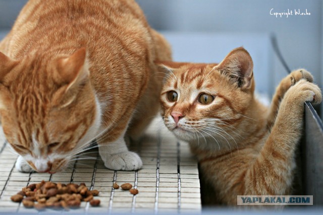 Мне то оставь!