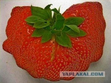 Клубника поштучно не продаётся
