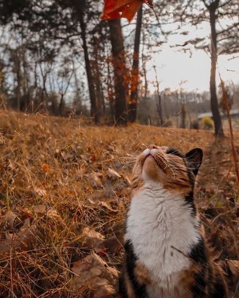 Осенний кот