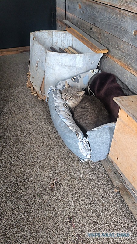 Котенок в добрые руки
