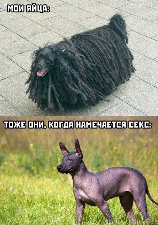Ты чего избу не строишь?