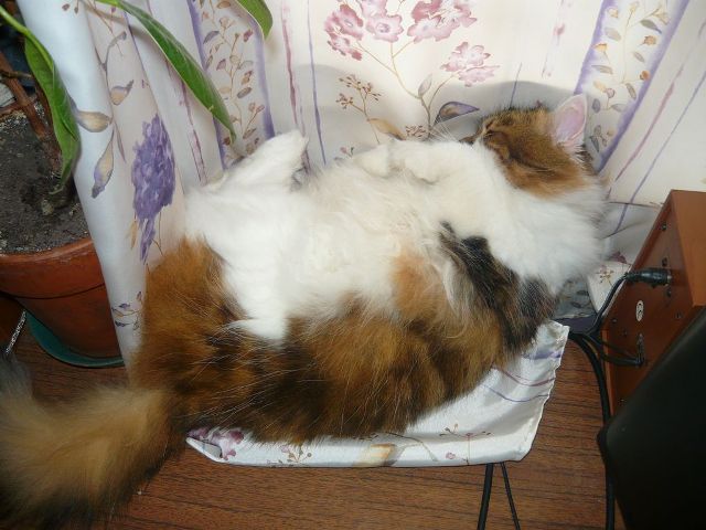 Котовторник  25.03.2014
