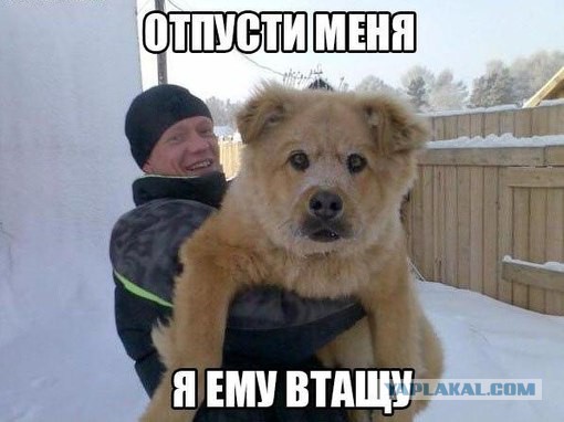 Поигрался с собачками