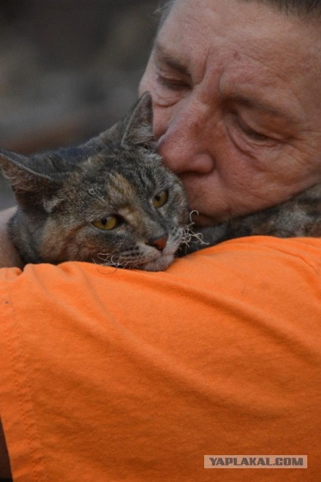 Кошка, пережившая лесной пожар в Калифорнии