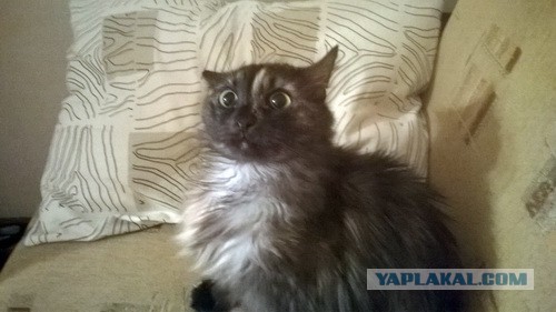 Котовторник 24.11.2015